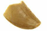 Serrated, Raptor Tooth - Real Dinosaur Tooth #268721-1
